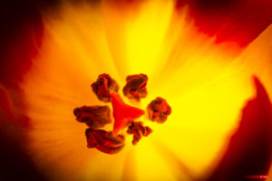 Tulip Stamen 2103-02